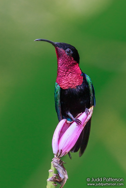 Purple-throated Carib, Fond Doux Plantation, Saint Lucia